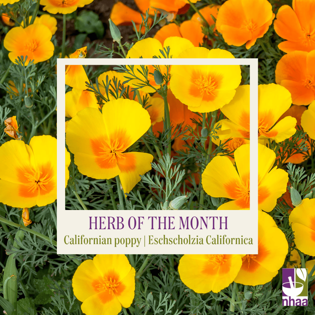 herb-of-the-month-eschscholzia-californica-naturopaths-herbalists