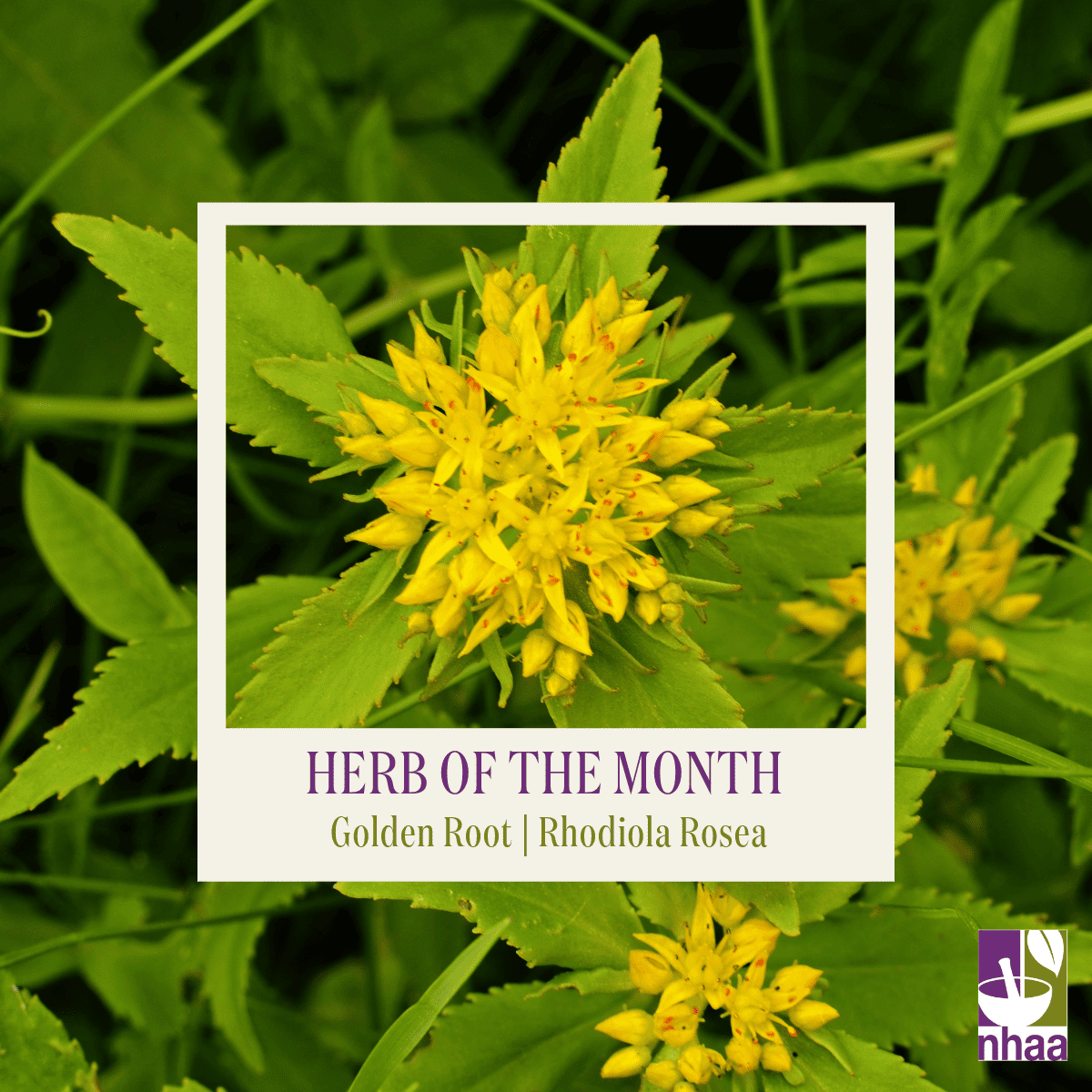 herb-of-the-month-rhodiola-rosea-naturopaths-herbalists