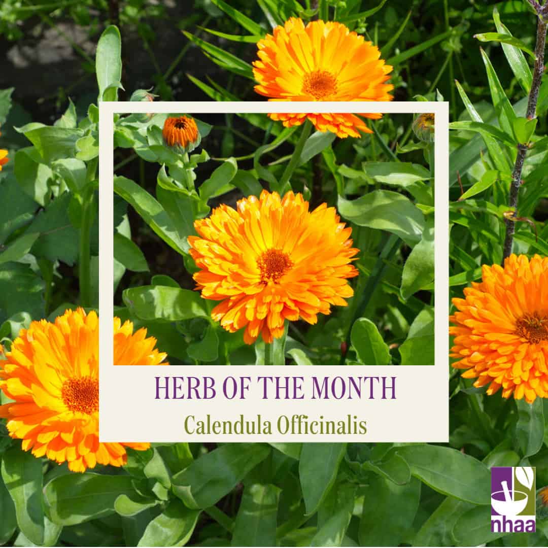Herb of the Month - Calendula officinalis - Naturopaths & Herbalists  Association of Australia (NHAA)